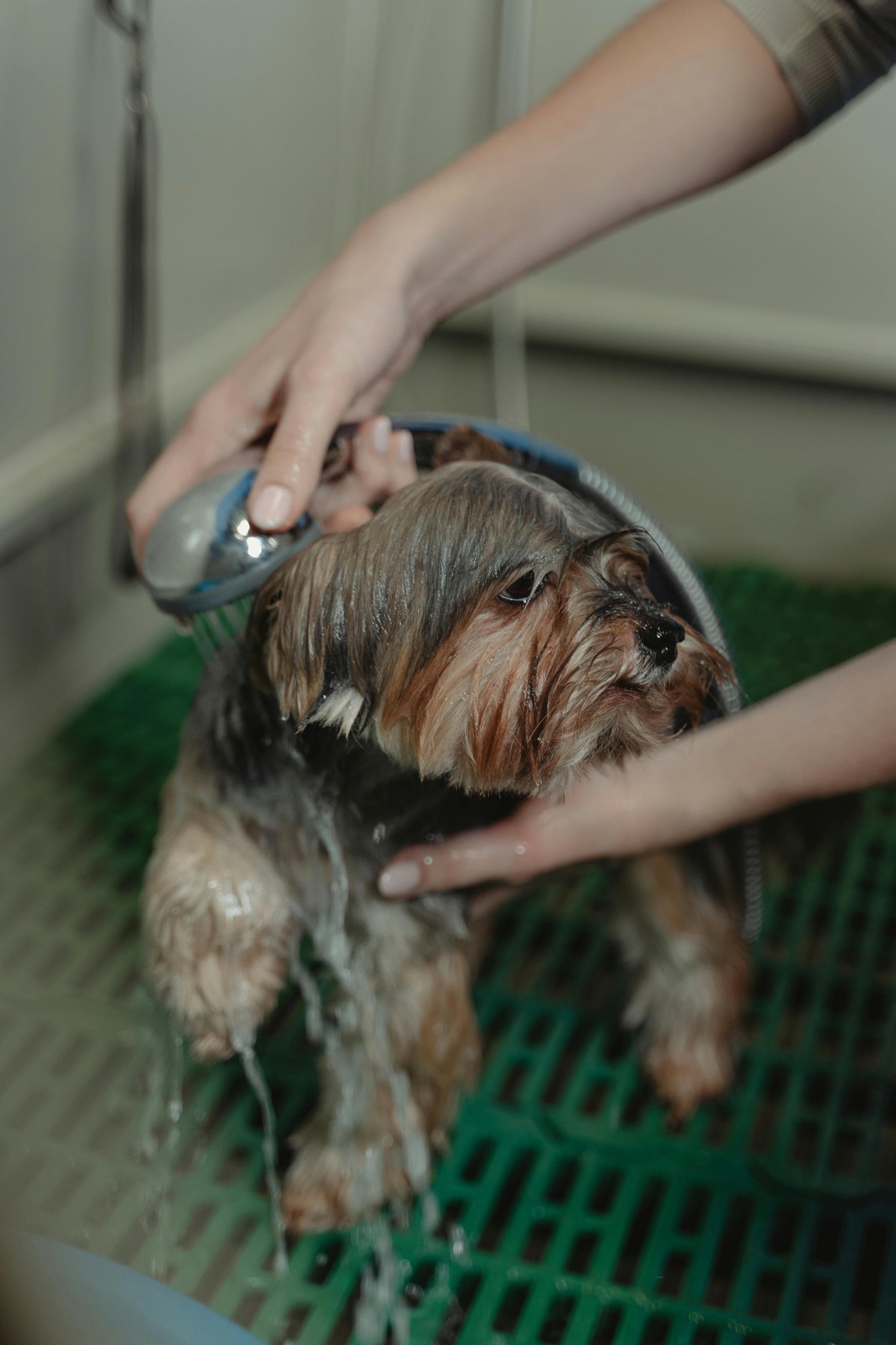 un petit chien se faisant lavé au jet d'eau. il fait son toilettage