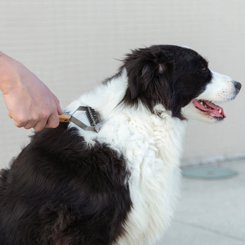 Brosse pour cocker spaniel avec un chien blanc et noir qui se fait brosser