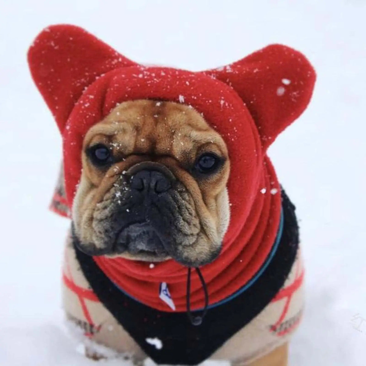 Cagoule chihuahua avec un buldog dans la neige blanc  Image