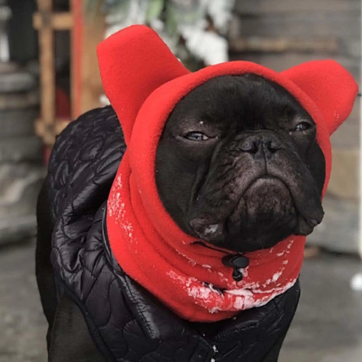 Cagoule chihuahua avec un gros buldog noir le portant  Image