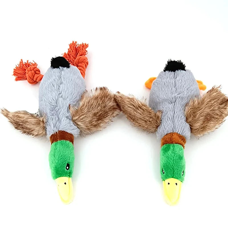 Canard pour chien vue du dessus  Image