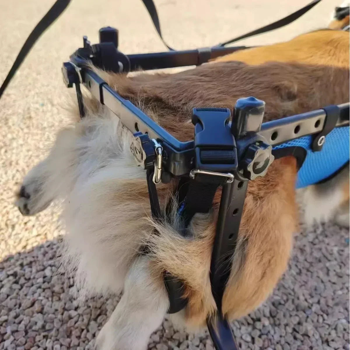 Chariot pour chien arthrose tenant les pattes arrières du chien  Image