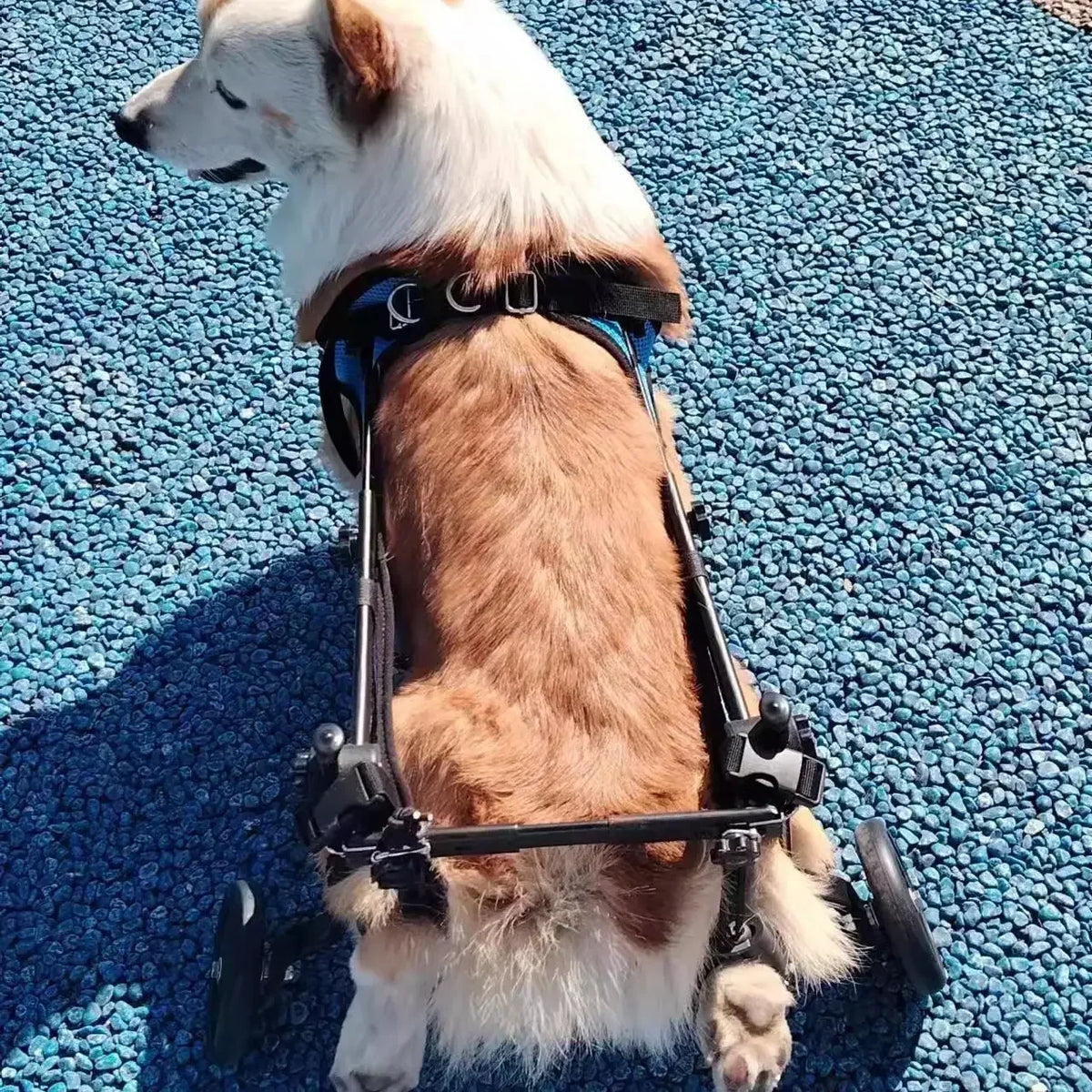 Chariot pour chien arthrose vue du dessus  Image