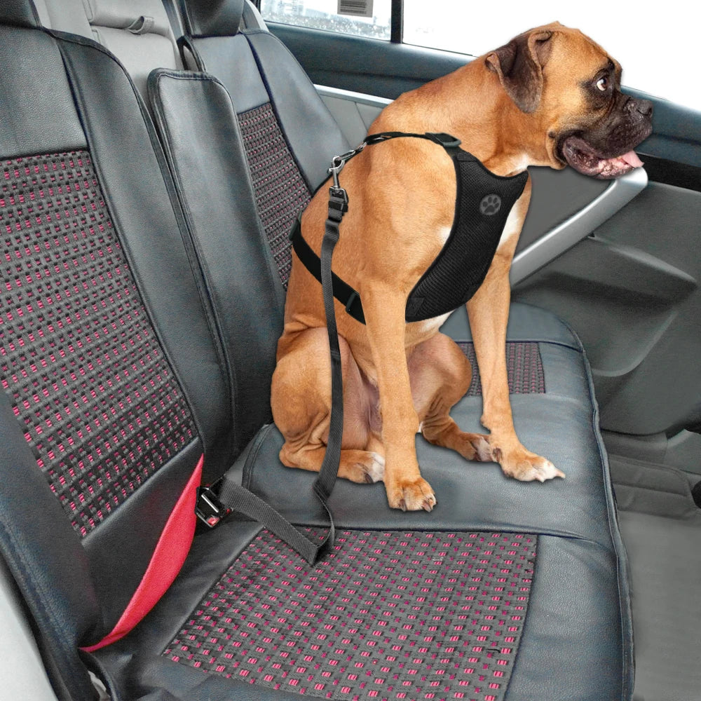 Chien de couleur brun assis dans une voiture avec un harnais et une laisse de sécurité. L'arrière de la voiture est de couleur cuir et noir. Image produit Boutiquechien