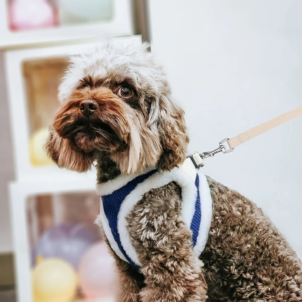 Chien portant un harnais bleu d'hiver. Le chien est de couleur brun et porte le harnais bleu. Image produit Boutiquechien