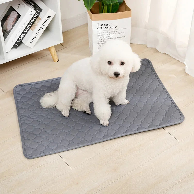 Chien blanc assis sur un tapis absorbant de couleur gris près d'une plante verte et d'un meuble en bois. Image produit Boutiquechien Image