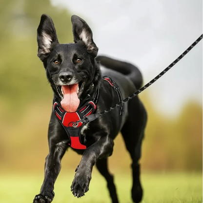 Chien de couleur noir portant un gros harnais pour chien pas cher rouge et noir 