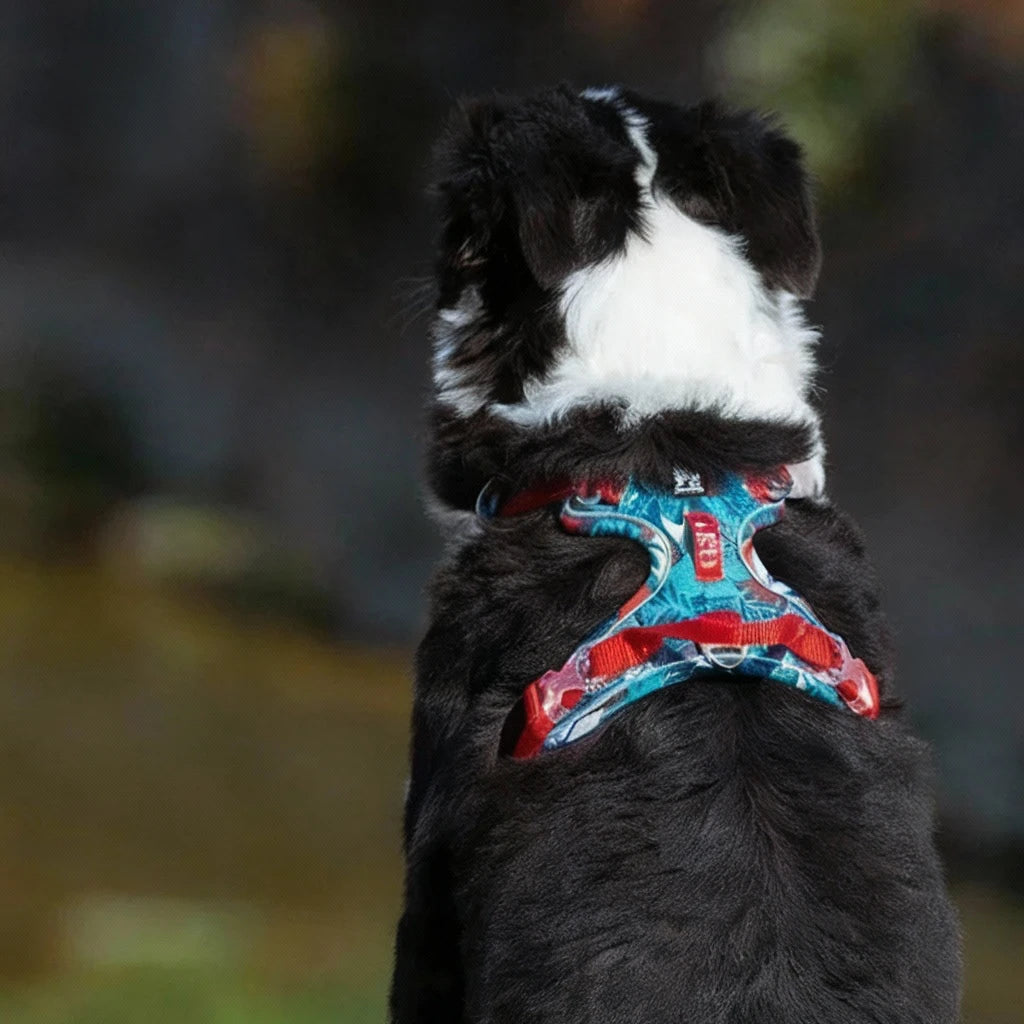 chien noir et blanc portant un harnais gros chien. confort. Le chien est de dos sur l'image