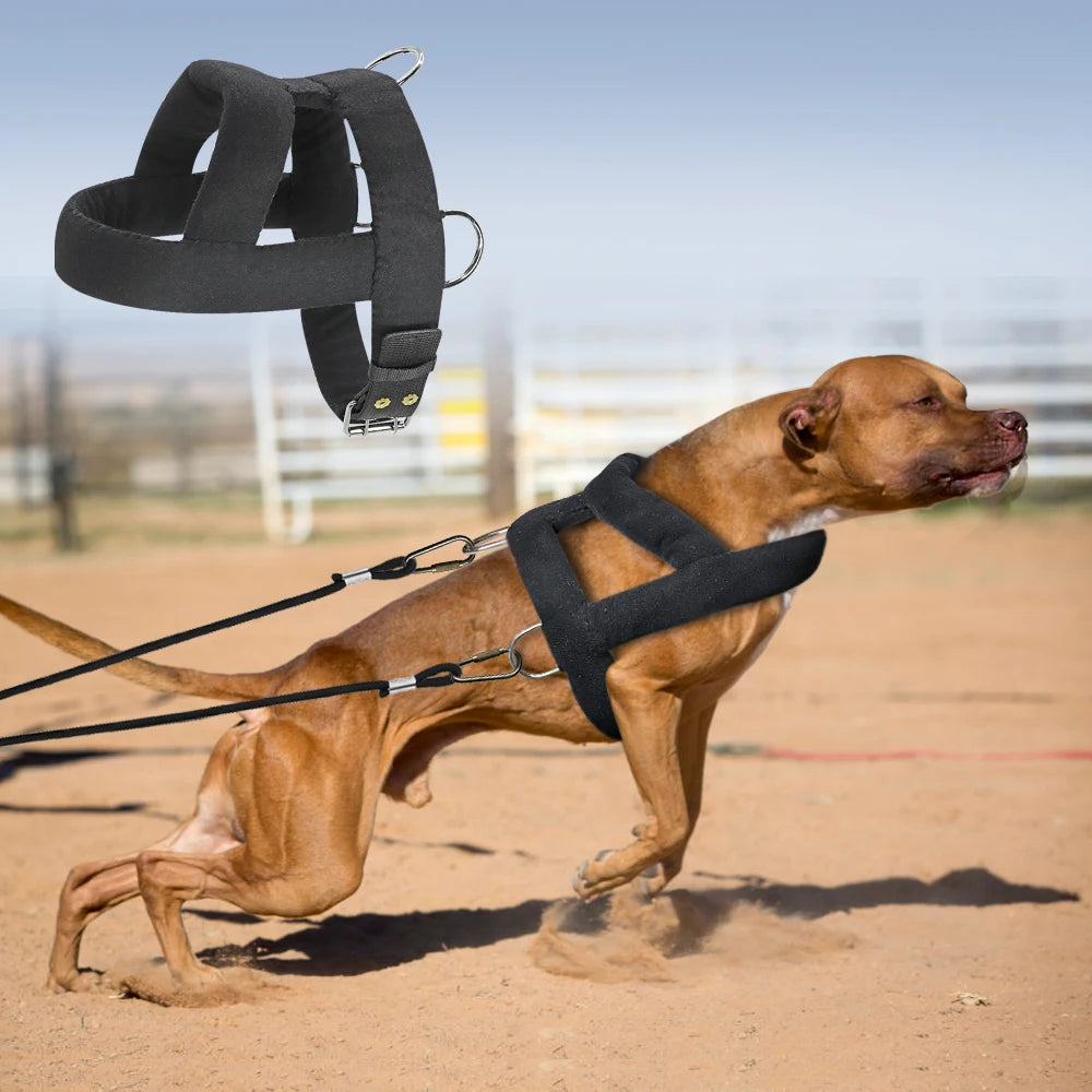 Chien se faisant maintenant avec un harnais anti-traction rembourré. Image produit Boutiquechien