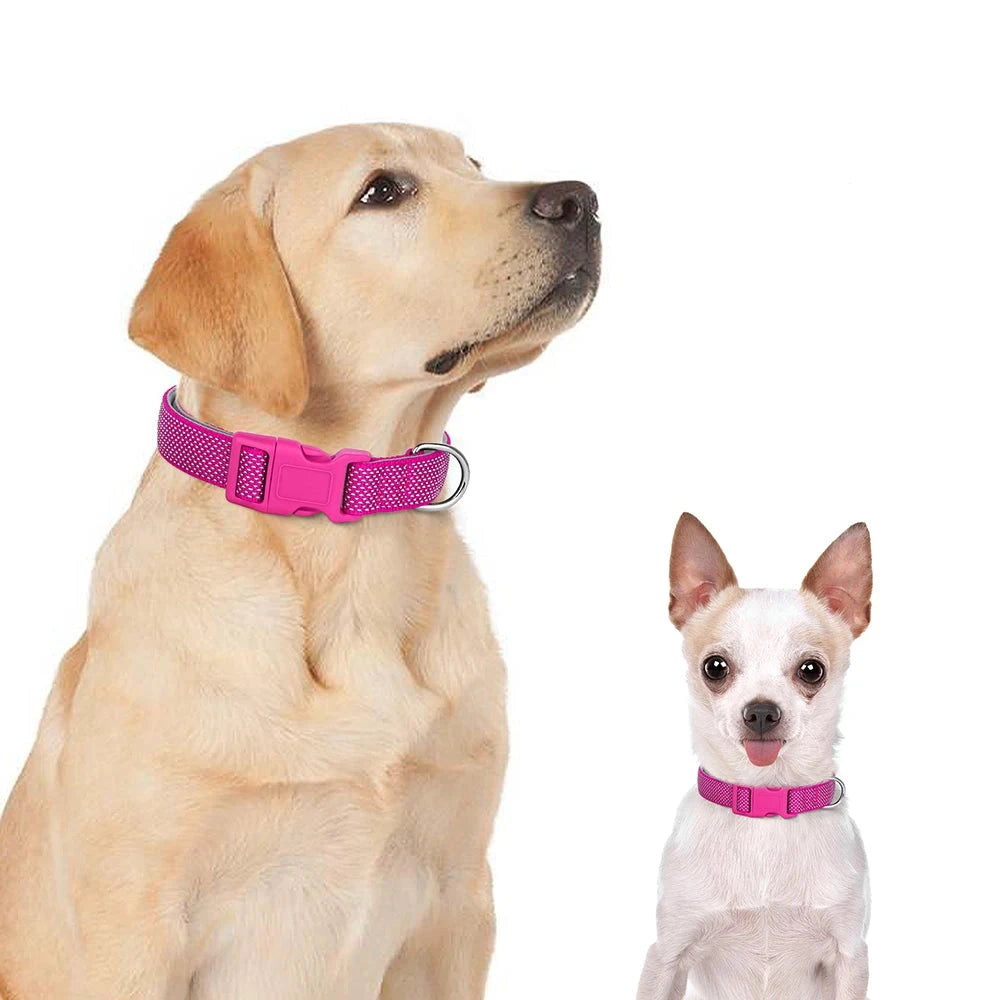 Collier chien portant le collier chien rose. Sur l'image il y a un golden retriever avec un chihuahua portant le collier chien rose. Image produit Boutiquechien Image