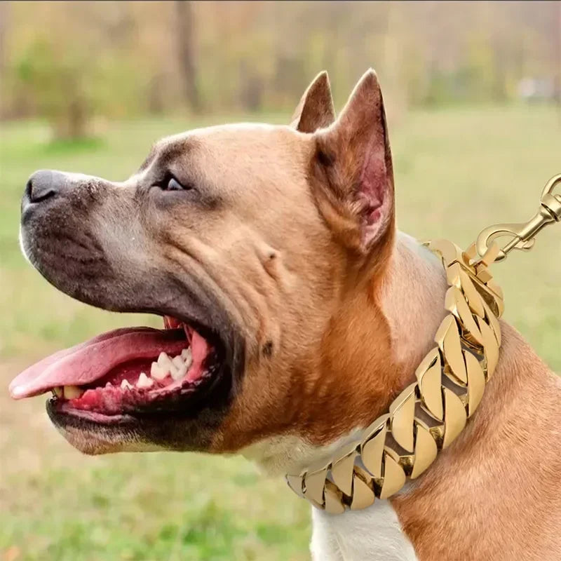 Collier chien chaine non etrangleur sur un gros chien 