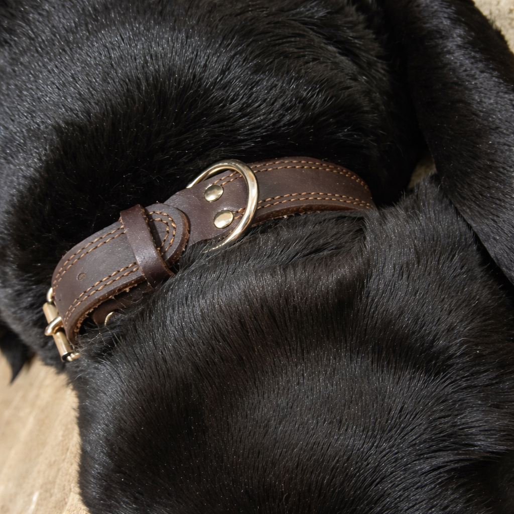 collier brun sur Collier chien cuir haut de gamme Image