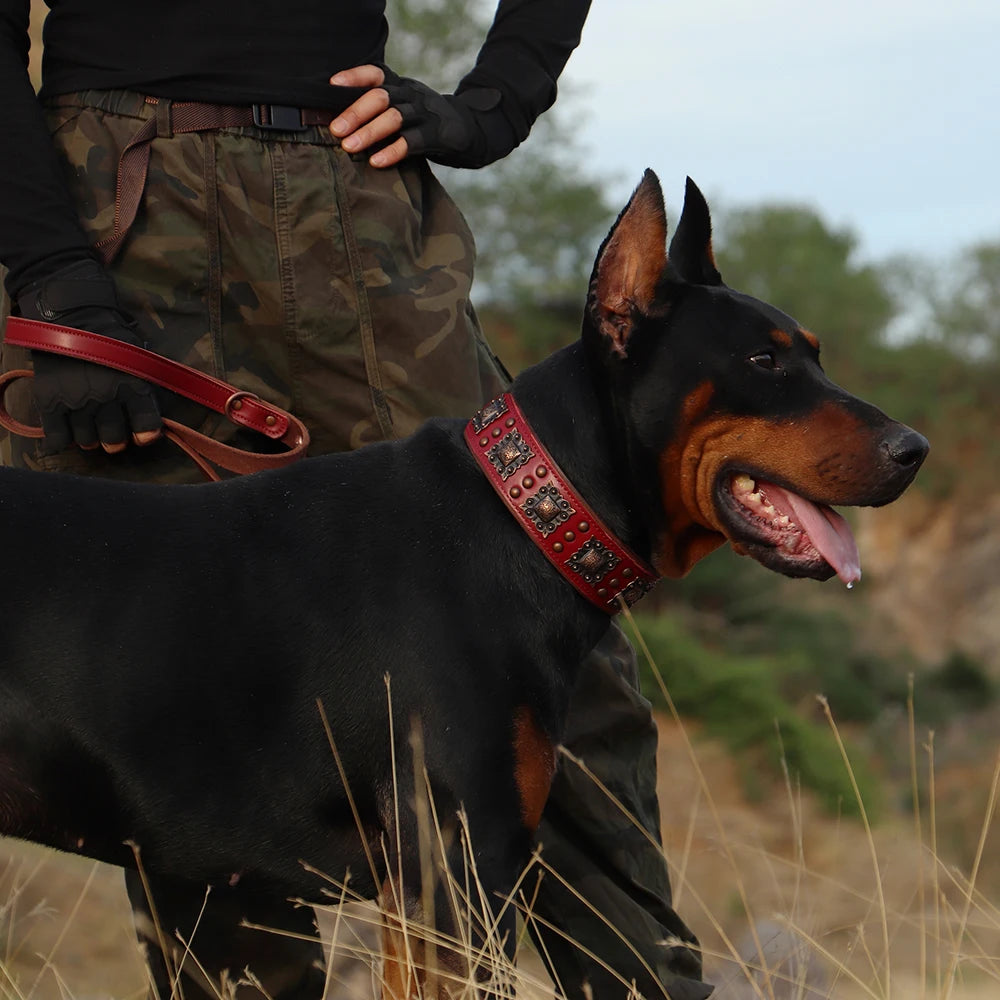 Collier chien cuir large sur un doberman dans les bois
