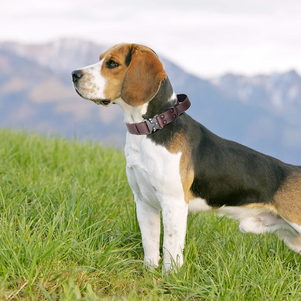 Collier chien cuir luxe sur un chien dans l'herbe  Image