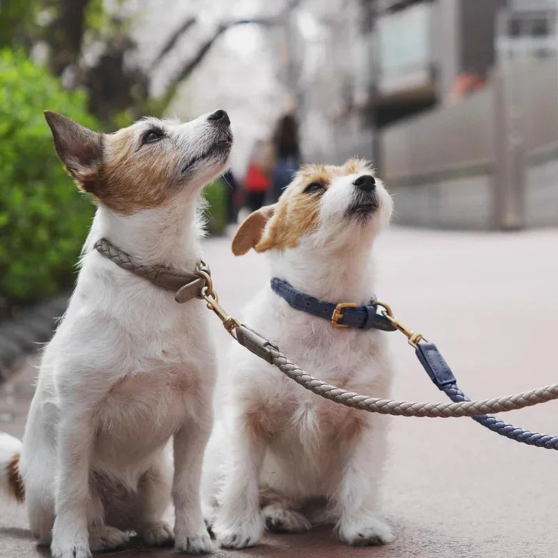 Collier chien cuir rond sur deux chiens dans la rue 