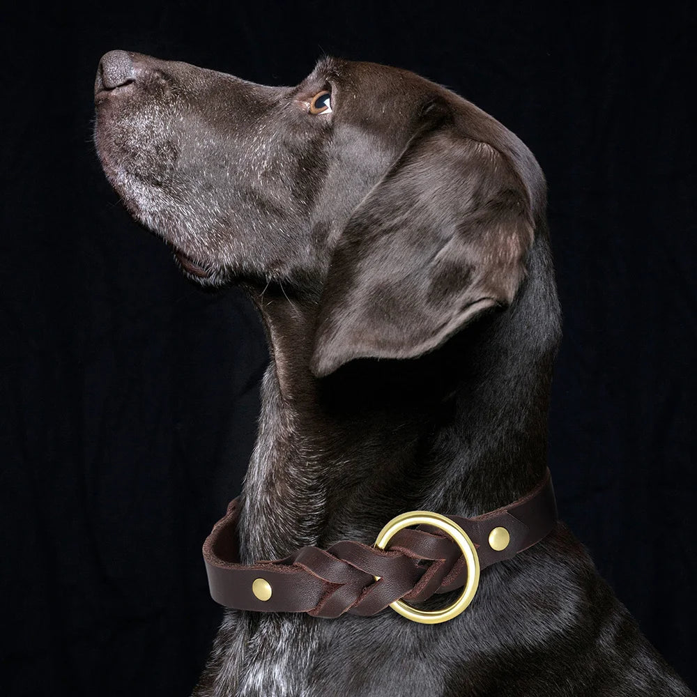 Collier chien cuir tressé sur un chien noir 