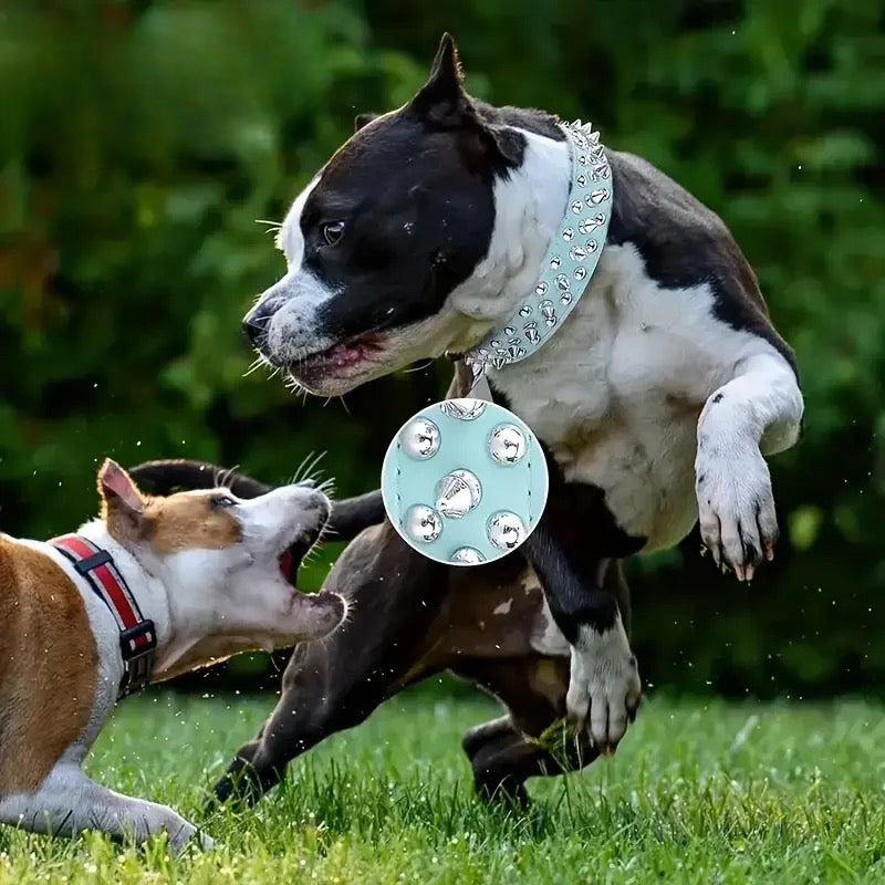 Collier chien à pique protégeant le cou du chien. Le chien est un buldog portant ke collier chien à pique de couleur bleu avec des piques gris. Image produit Boutiquechien Image