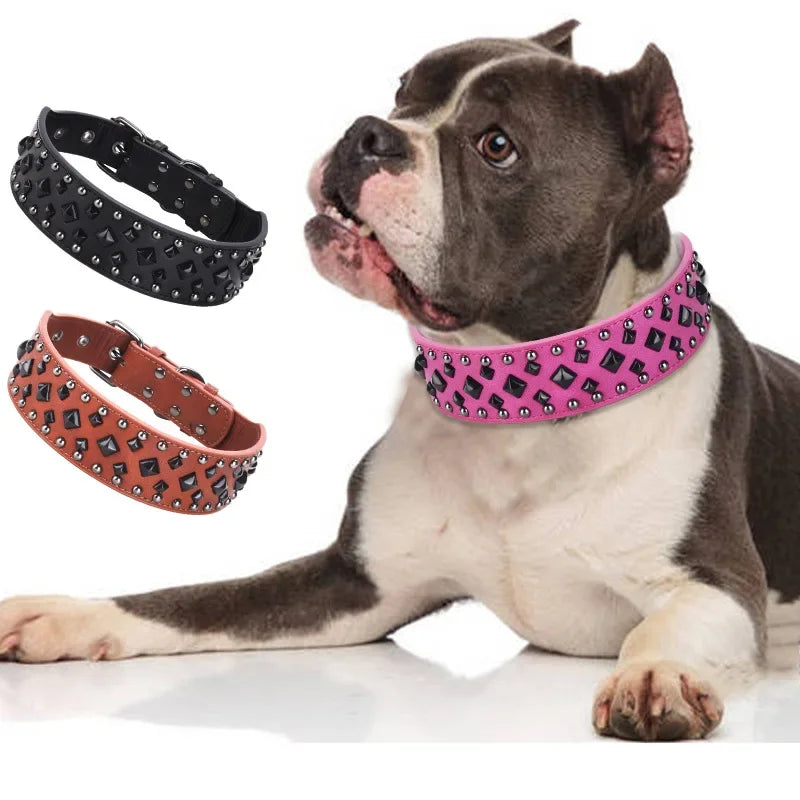 Collier chien solide sur un chien de couleur claire Image