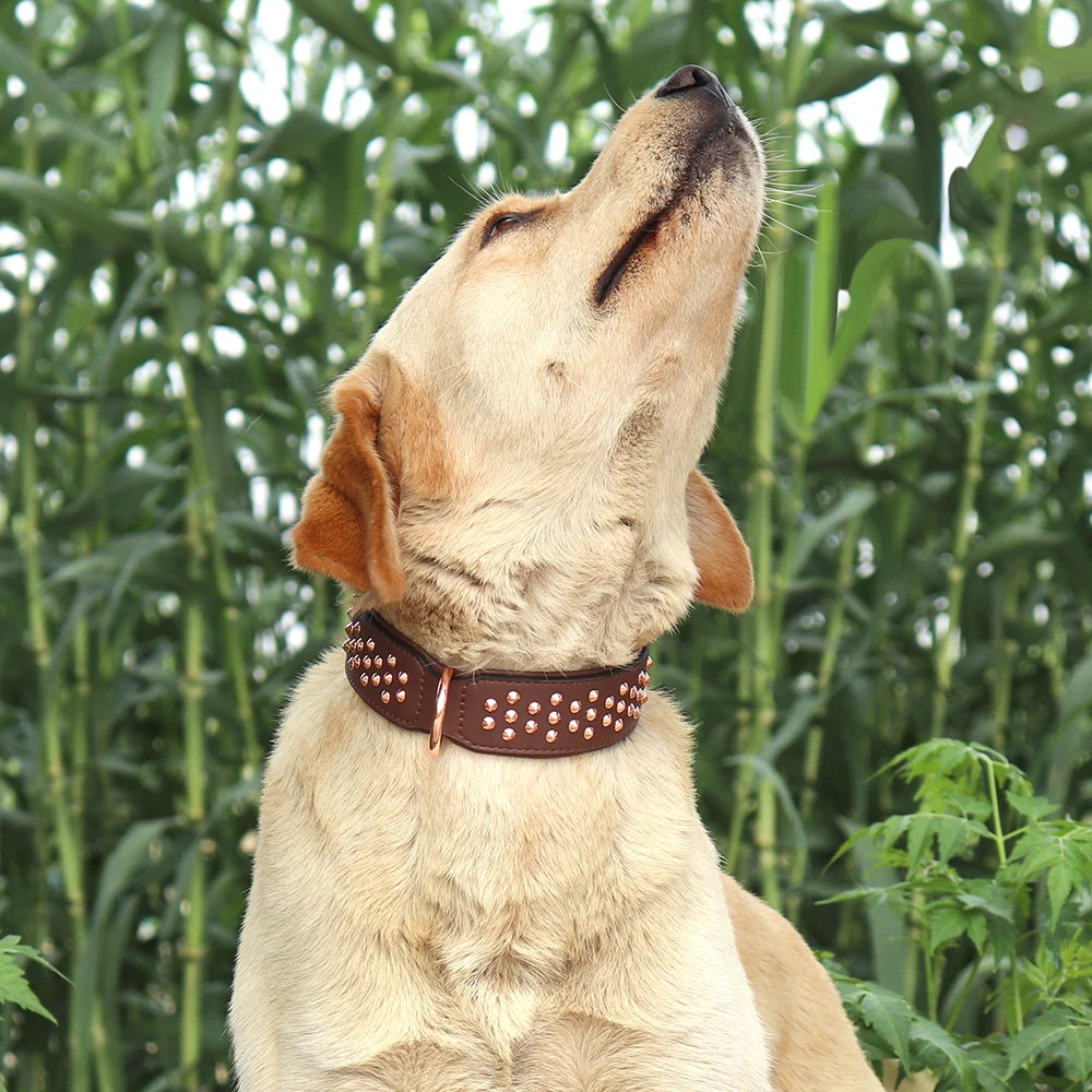 Collier chien tendance sur un chien assis 
