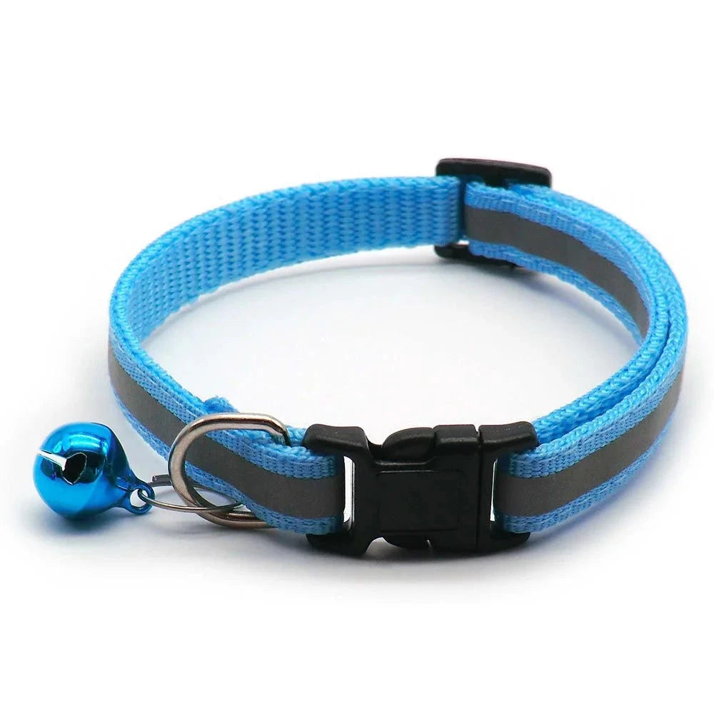 Collier chiot 4 mois bleu