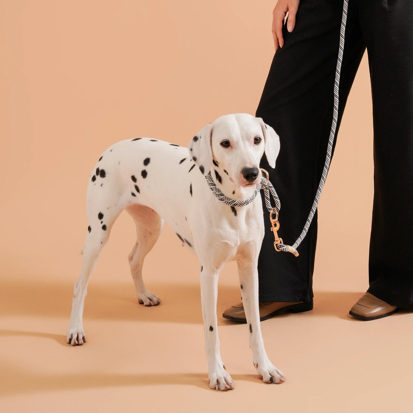 Collier chiot bouldog français de couleur blanc et noir sur un dalmatien de couleur blanc et noir tenu par une femme avec un pantalon noir