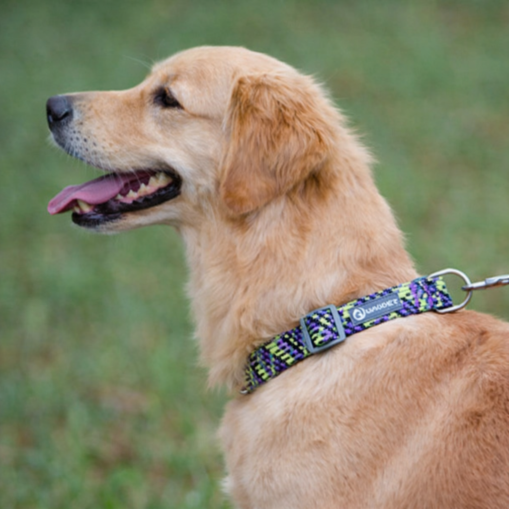 Collier chiot golden retriever sur un golden retriever de couleur claire portant un collier chiot violet et vert