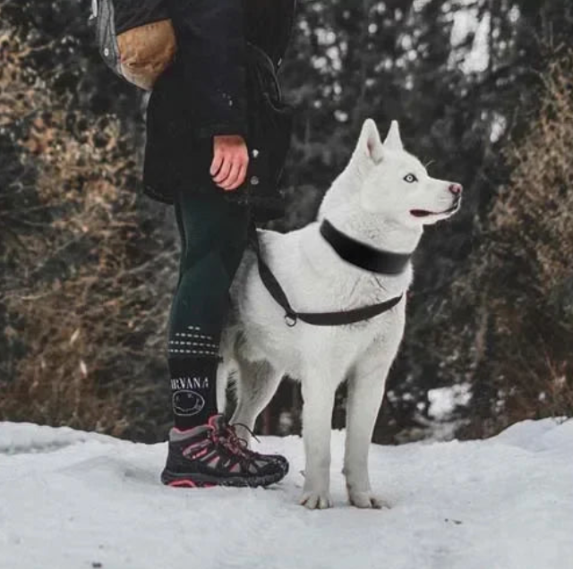 Collier chiot pas cher sur un grand chien blanc Image
