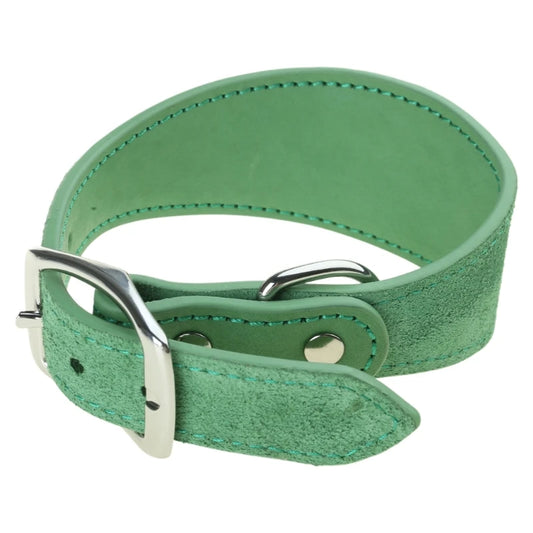 Collier chiot whippet de couleur vert dans un fond blanc