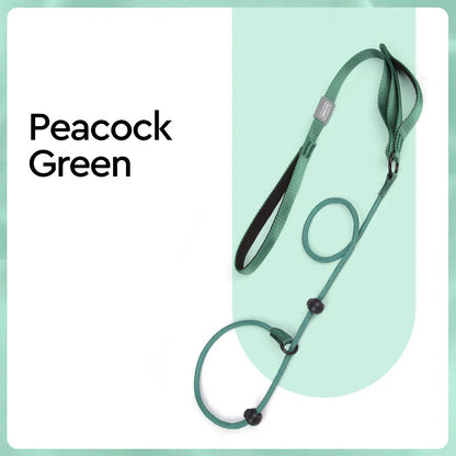 Collier education chiot de couleur vert pour chiot