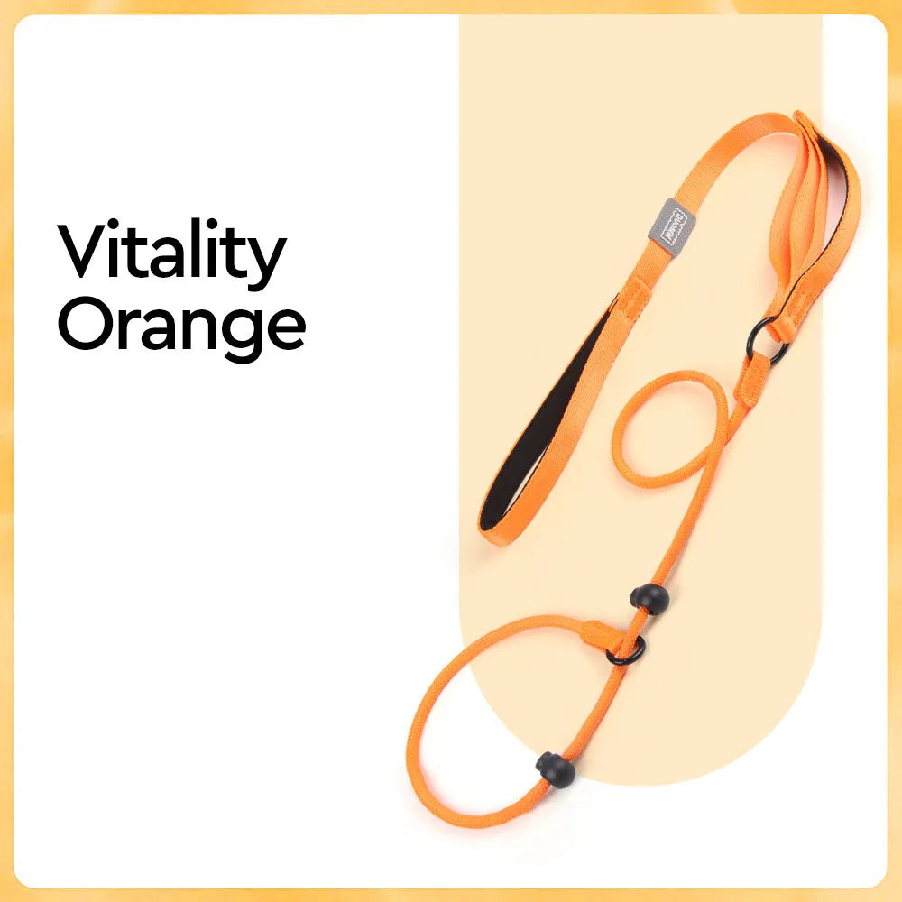 Collier education chiot de couleur orange 