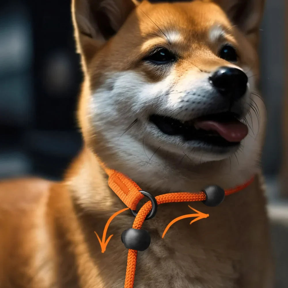 Shiba de couleur brun et blanc portant un collier chiot education de couleur orange