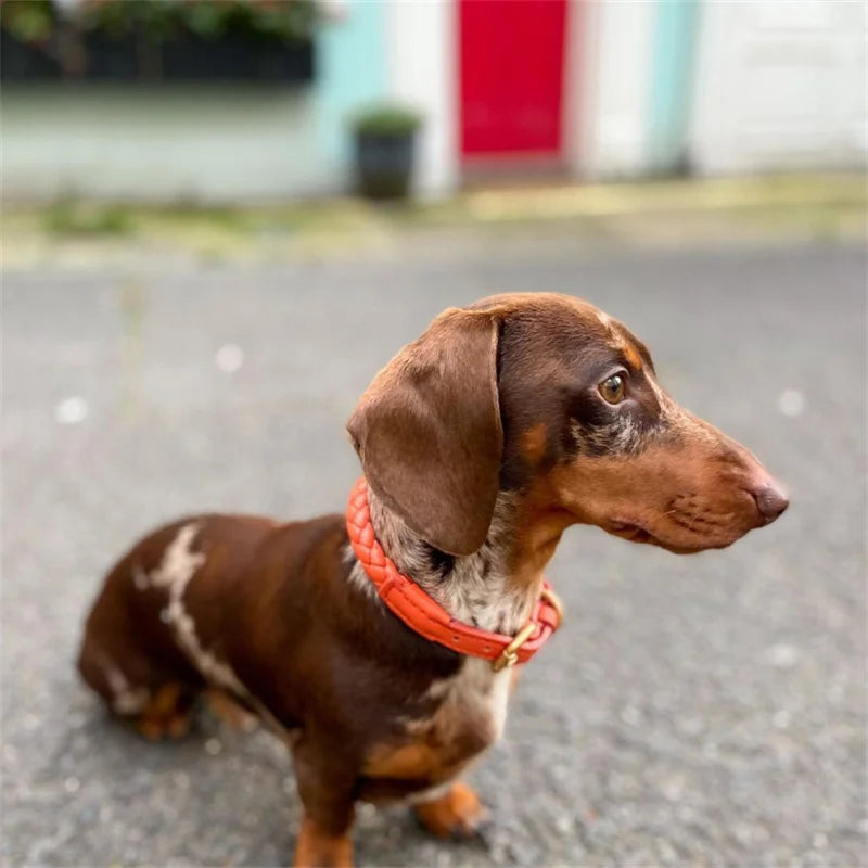 Collier en cuir rond pour chien sur un teckel dans la rue  Image