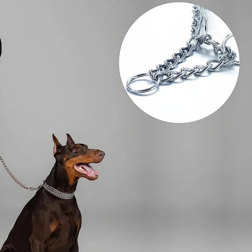 Collier en metal pour chien sur un doberman avec l'attache du collier