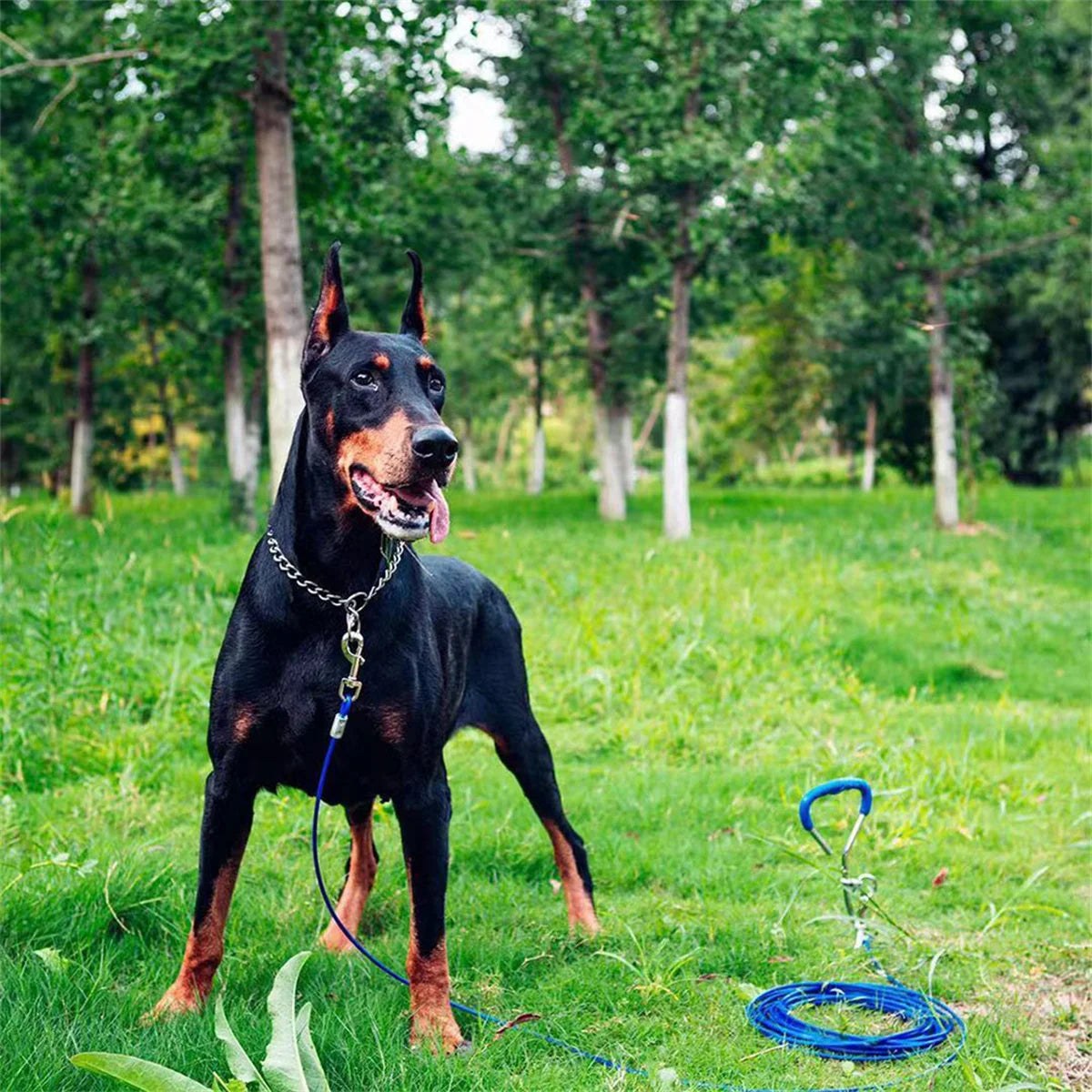 Collier etrangleur pour gros chien avec un doberman 