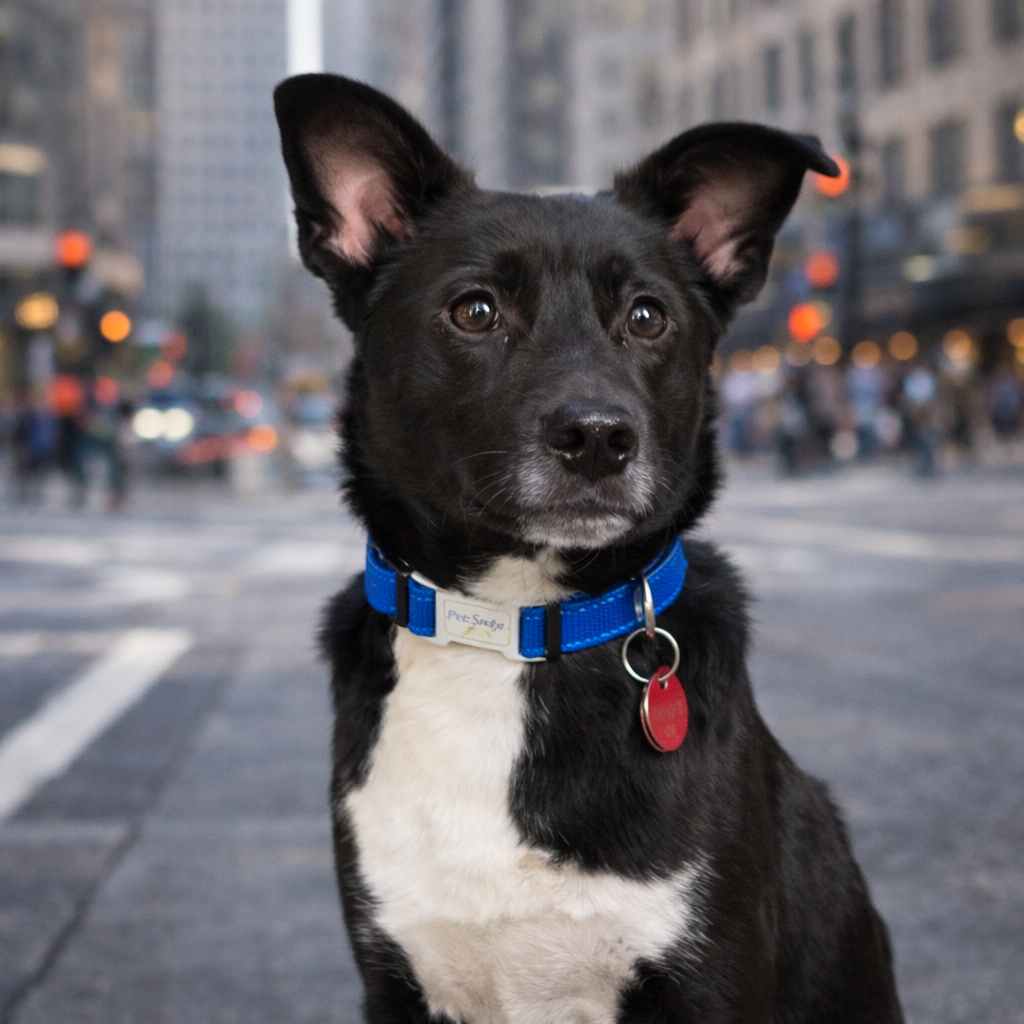 Collier identification chiot bleu dans une ville Image