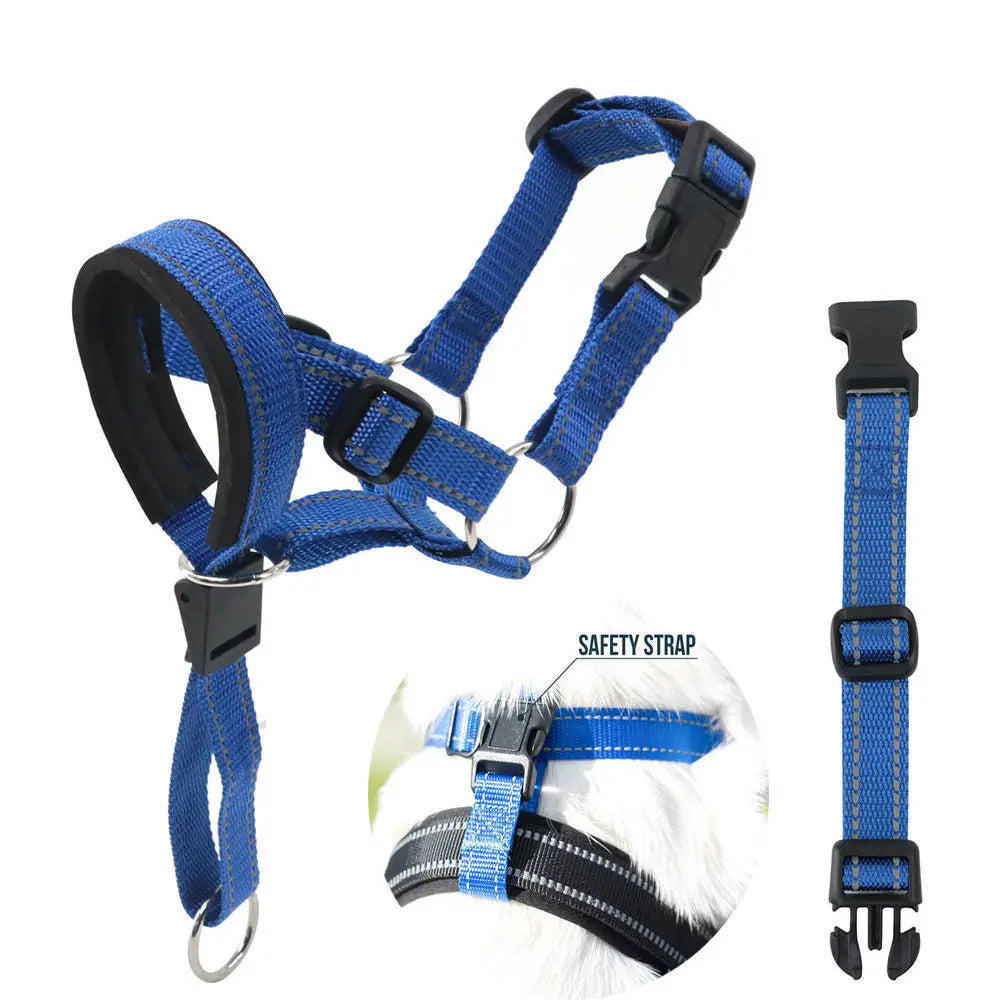 Collier licol pour chien fonction