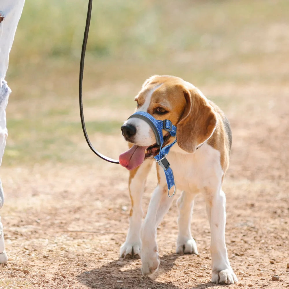 Collier licol pour chien sur un chien claire sur un chemin  Image