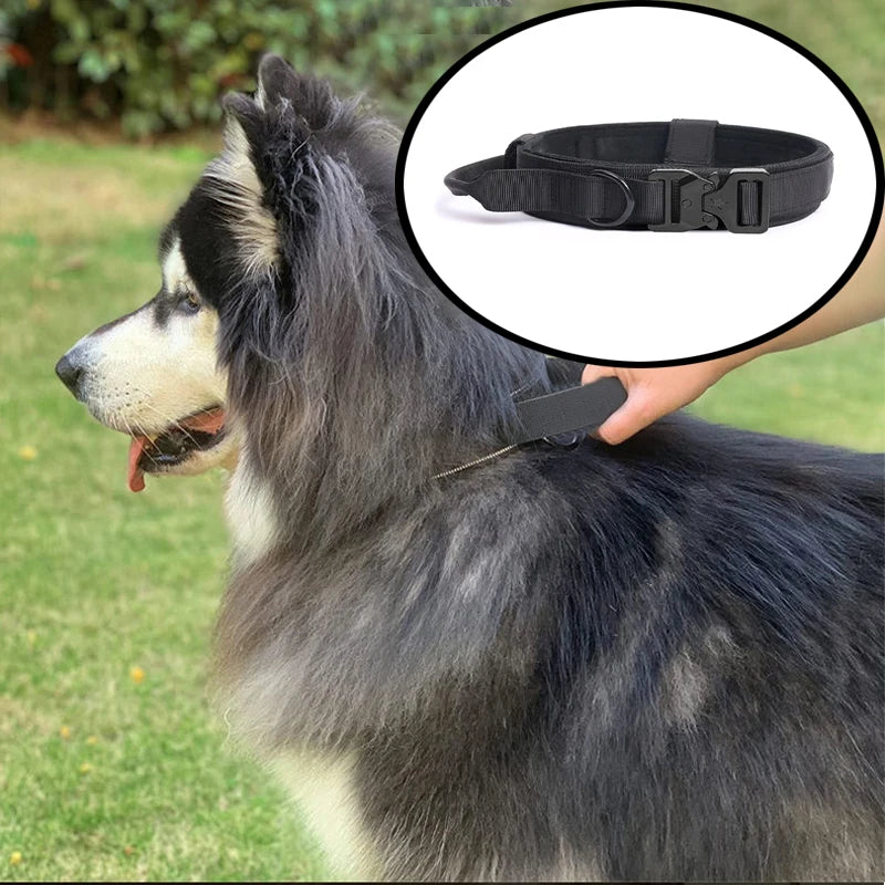 Collier militaire chien sur un grand chien noir  Image