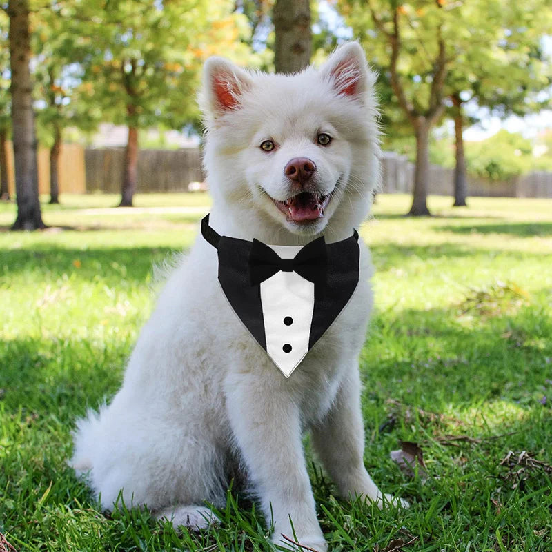 Collier pour chien fantaisie sur un petit chien blanc Image