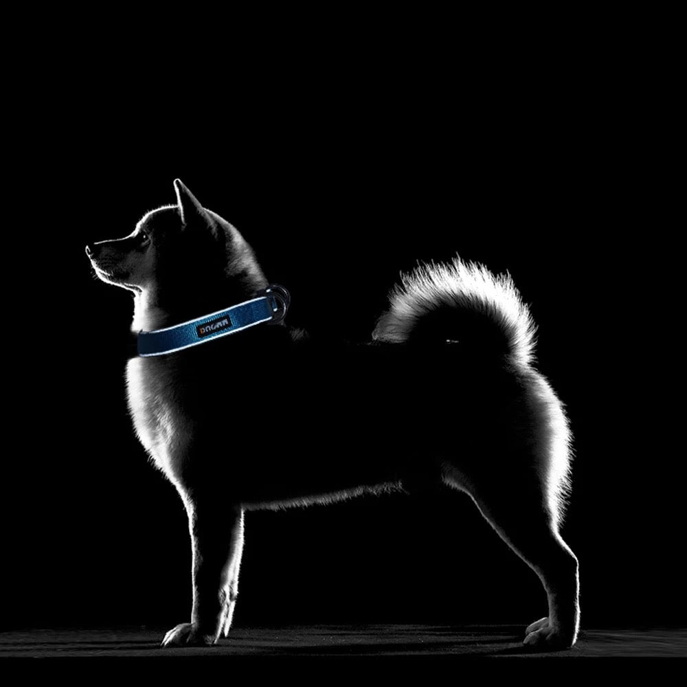 Collier pour chien réfléchissant de couleur bleu. Le chien est debout dans la nuit avec son collier bleu réfléchissant. Image produit Boutiquechien