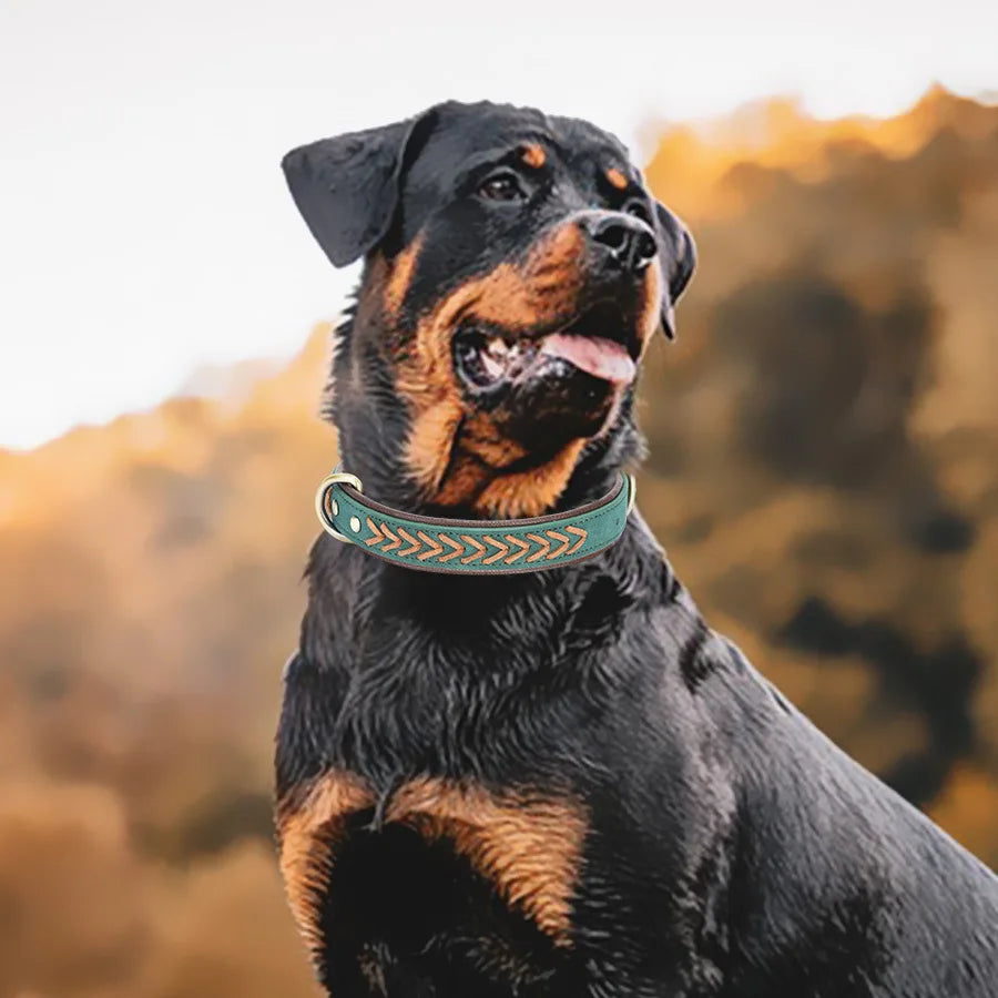 Collier tressé chien sur un gros chien fonce  Image