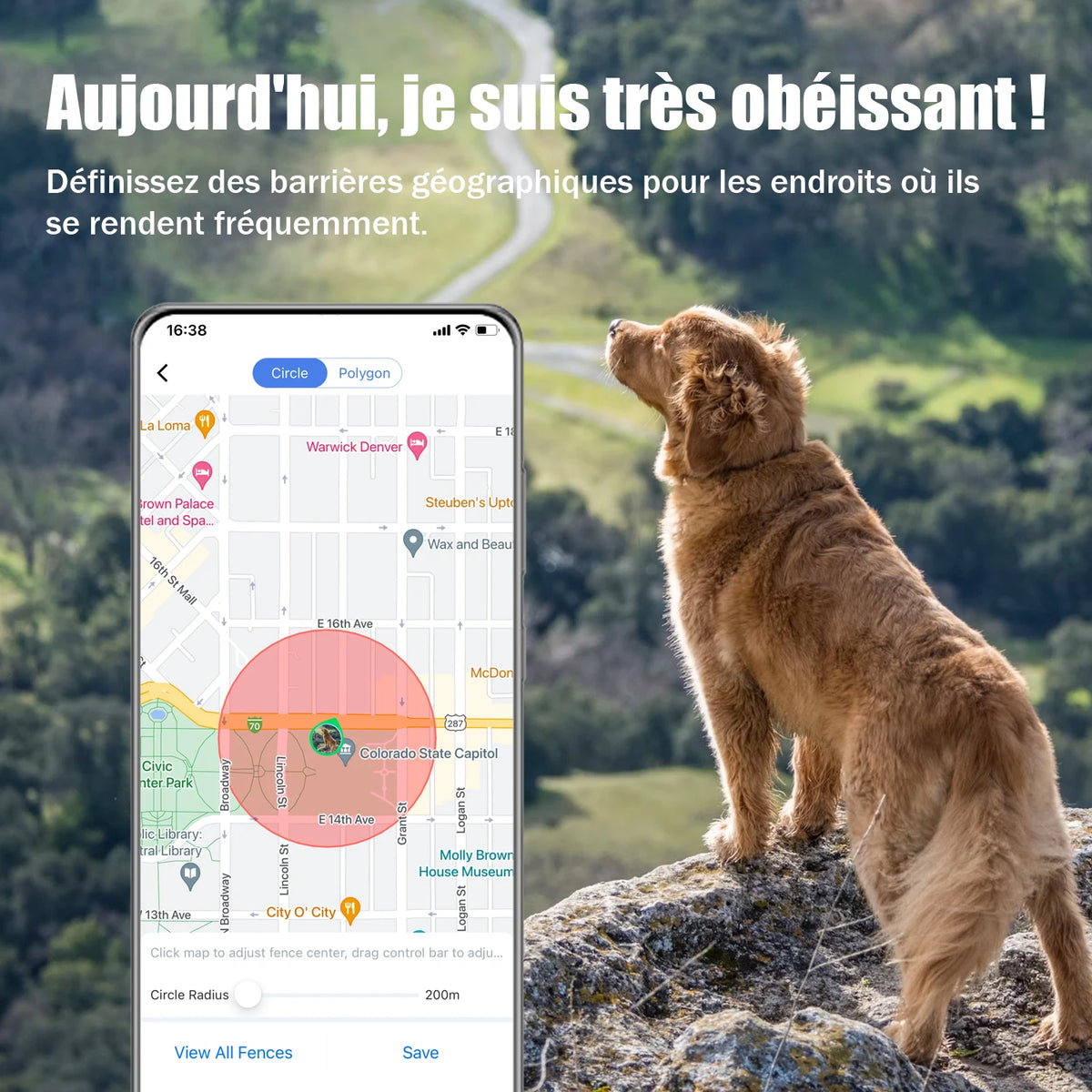 Colliers reperage pour chiens visuel  Image
