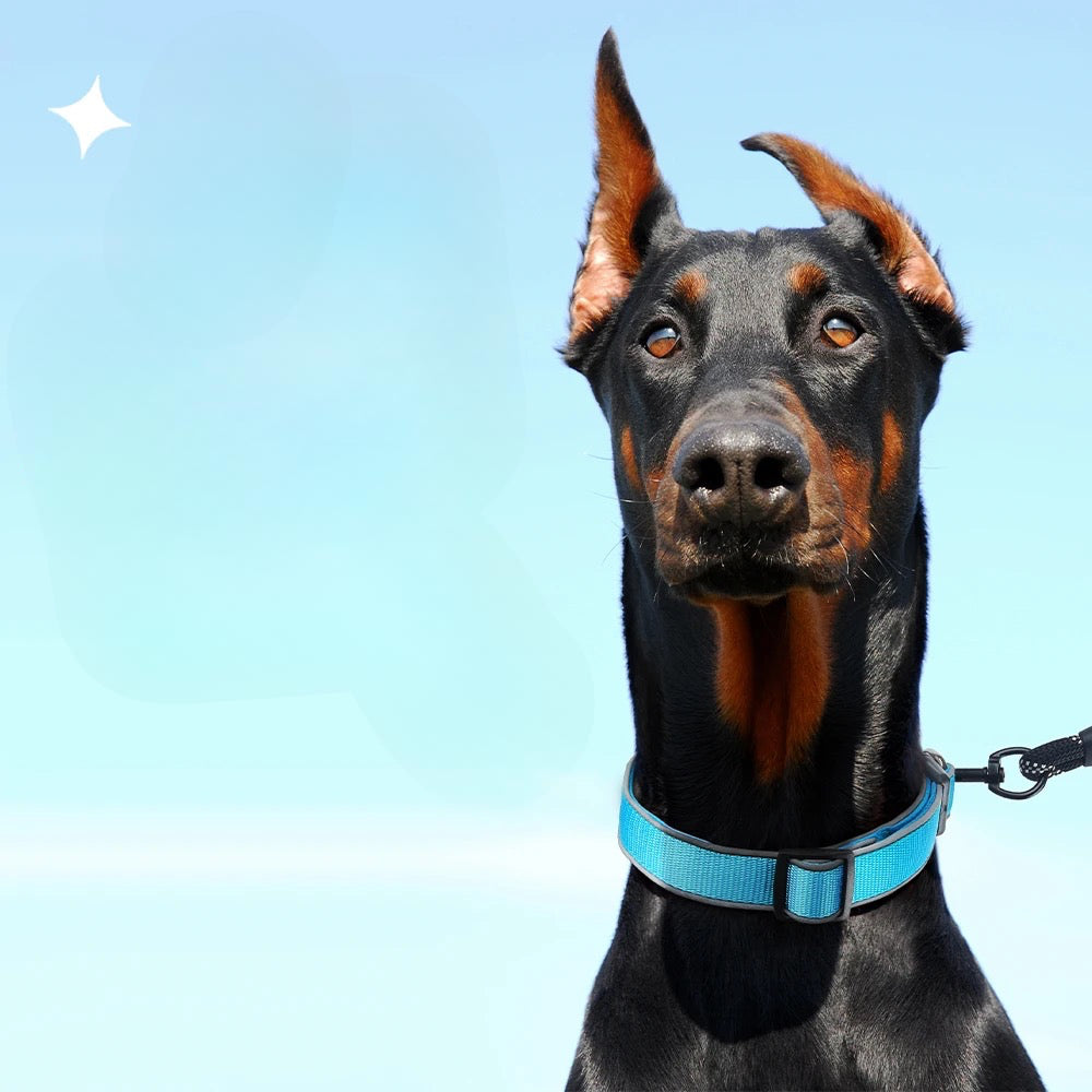 Doberman avec collier chien étrangleur de couleur bleu. Le doberman est de couleur noir dans un fond bleu. Image produit Boutiquechien