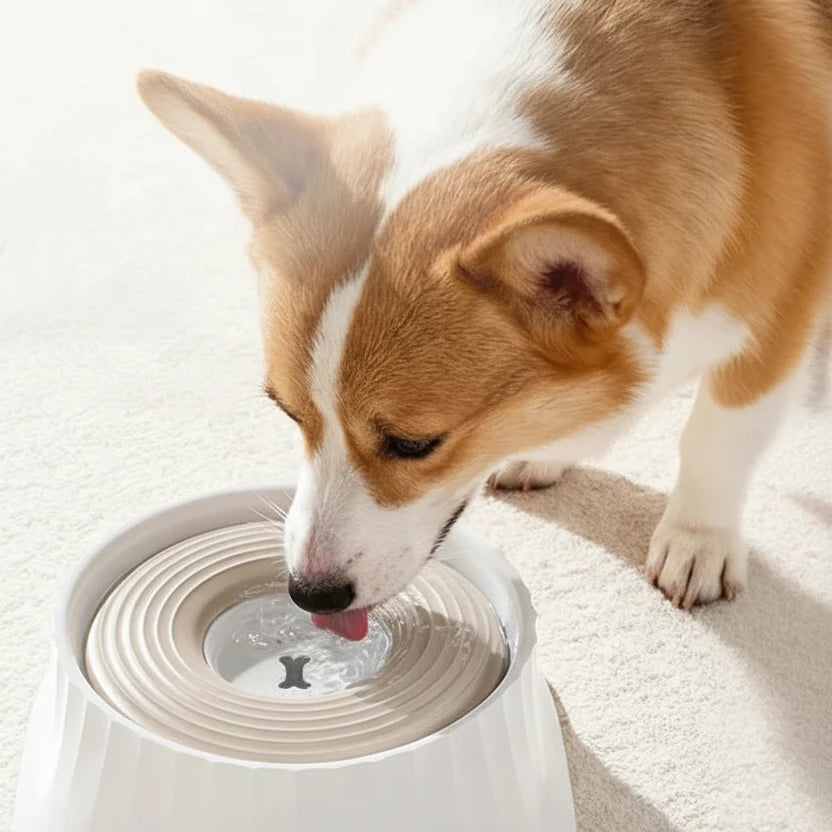 Gamelle eau chien anti glouton avec un chien qui boit dedans