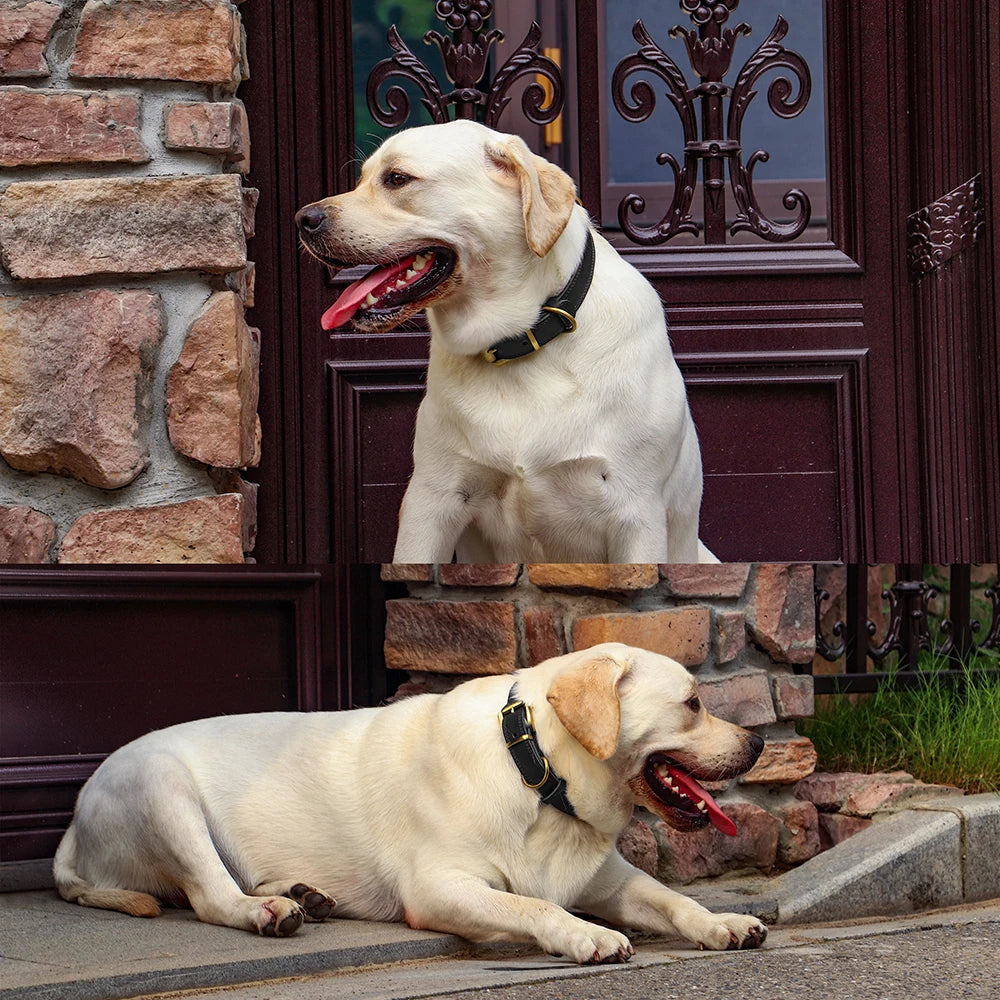 Golden retriever portant le collier cuir chien de couleur brun. Le chien est assis puis couché devant une porte d'une maison. Image produit Boutiquechien  Image