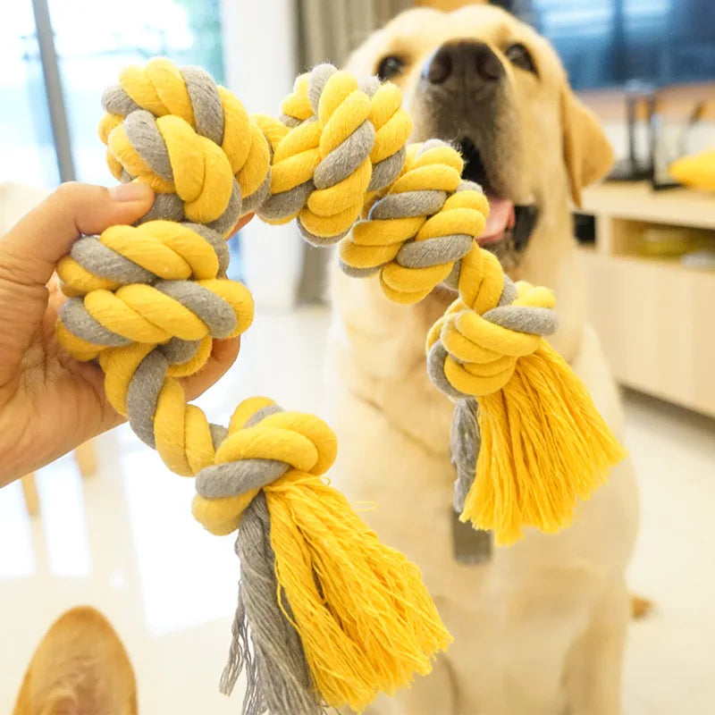 Golden retriever blanc dans un salon design et claire. Le Chien est assis devant son jouet en corde jaune et gris. Image produit Boutiquechien Image