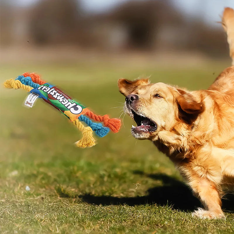 Golden retriever de couleur roux jouant dans l'herbe verte. Le jouet est multicolore et résistant. Image produit Boutiquechien