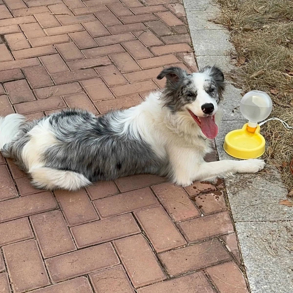 Gourde pour petit chien avec grand chien jaune