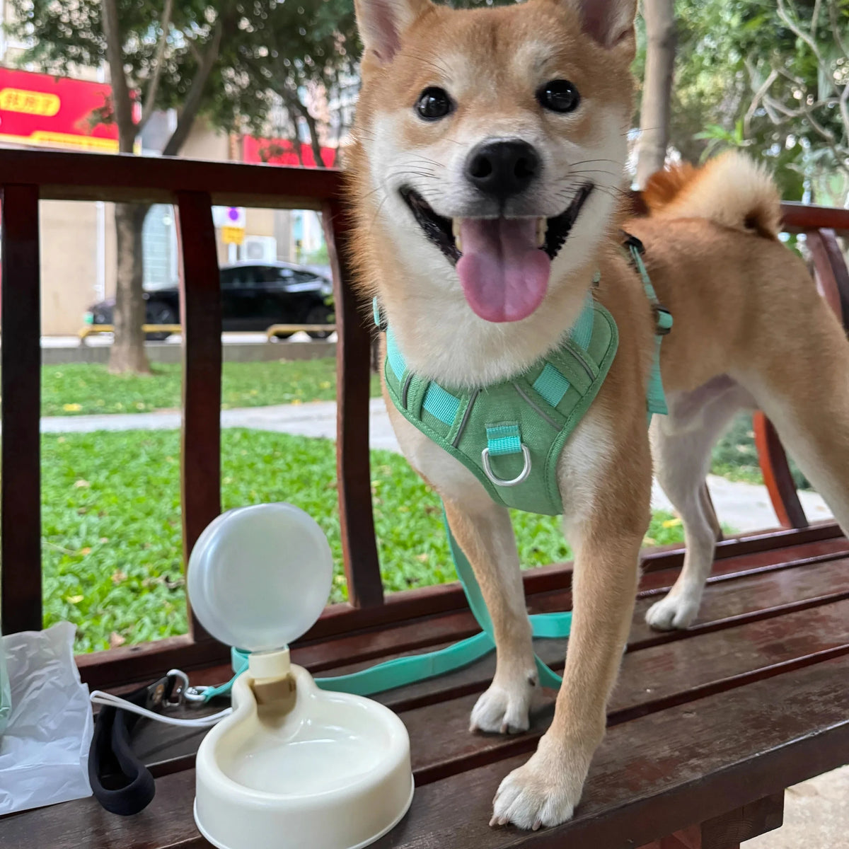 Gourde pour petit chien avec shiba