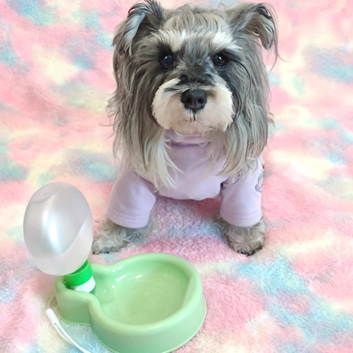 Gourde pour petit chien vert